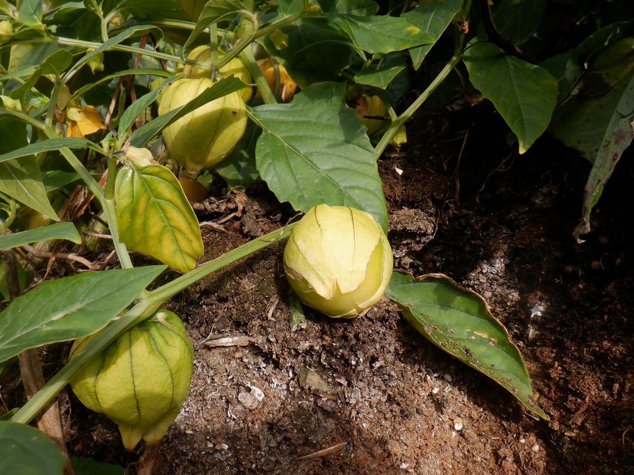 Physalis philadelphica